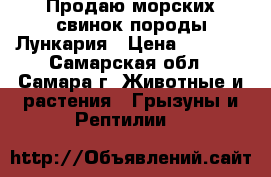 Продаю морских свинок породы Лункария › Цена ­ 2 500 - Самарская обл., Самара г. Животные и растения » Грызуны и Рептилии   
